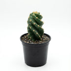 Spiral Cactus Live Plant, 3.5 Inch Pot, Potted Cereus Forbesii Spiralis, Unique Geometric Succulent for Home and Office Décor