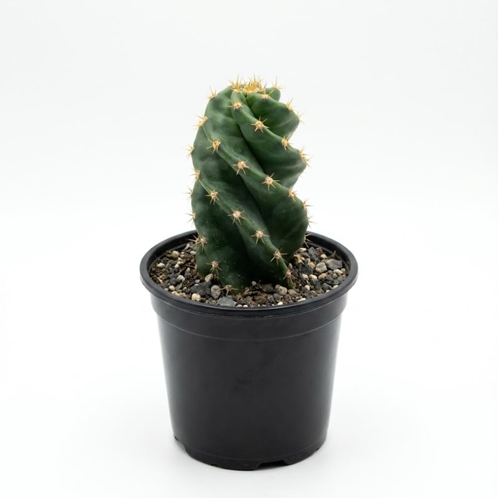 Spiral Cactus Live Plant, 3.5 Inch Pot, Potted Cereus Forbesii Spiralis, Unique Geometric Succulent for Home and Office Décor