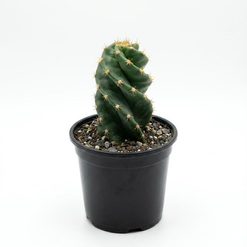 Spiral Cactus Live Plant, 3.5 Inch Pot, Potted Cereus Forbesii Spiralis, Unique Geometric Succulent for Home and Office Décor