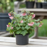 Flowering Currant Plant Live, 7 Inch Bare Root Size, Low Maintenance Deciduous Shrub for Small Yards