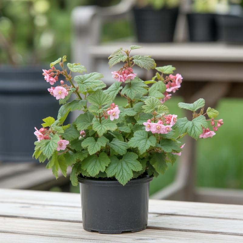Flowering Currant Plant Live, 7 Inch Bare Root Size, Low Maintenance Deciduous Shrub for Small Yards
