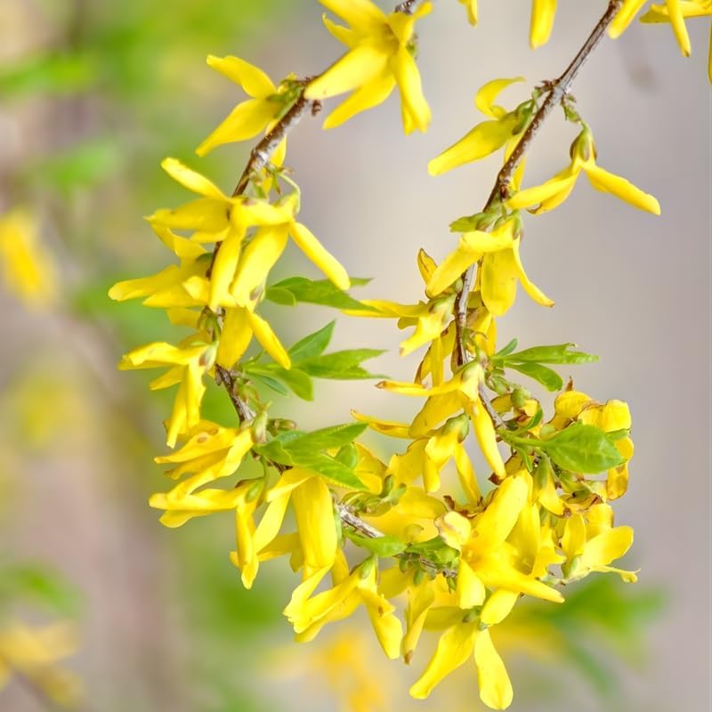 2 Forsythia Live Plants | Forsythia Bush Shrubs for Outdoor Planting | 1–2 Feet Tall Well-Established Plants | Ideal for Hedges, Borders, and Landscape Use