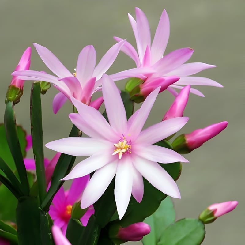 Light Pink Easter Cactus Live Plant 3 Inch Tall – Flowering Indoor Holiday Cactus with Soft Pink Blooms, Easy Care Easter Cactus Plants Live for Home, Office or Gift