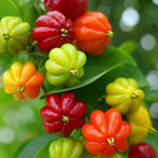 Surinam Cherry Live Plant | 2.5–3 Ft Cherry Tree | Well Rooted | Sweet-Tart Small Fruit Tree for Patio, Garden, or Container | No Ship to CA,HI,AK