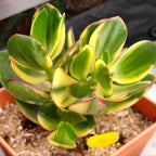 Variegated Jade Live Succulent in 2" Inch Pot | Crassula Ovata | Compact Tri-Color Plant | Ideal for Collections & Gifts