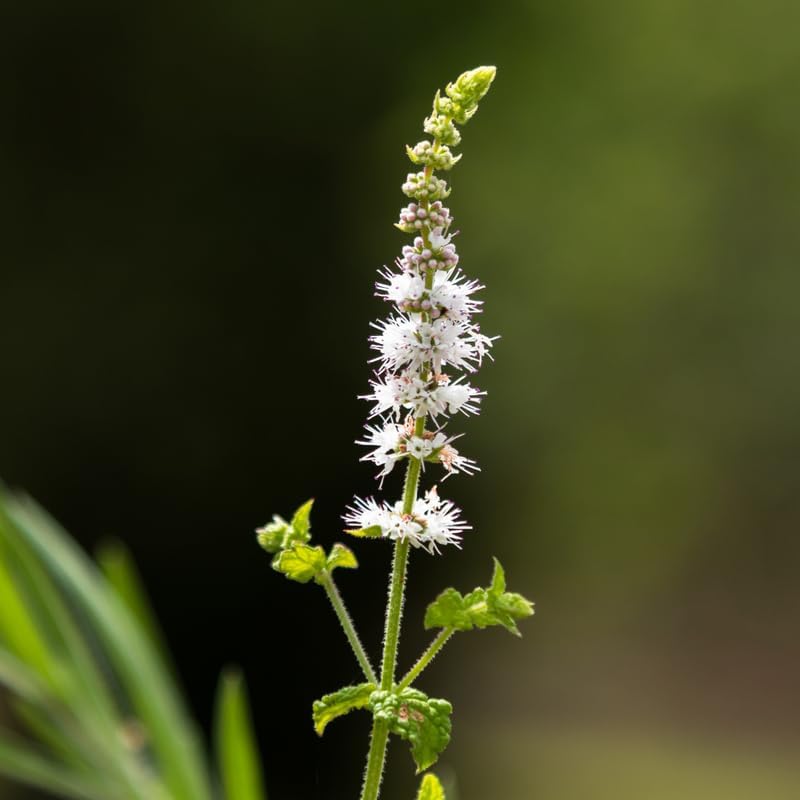 5 Black Cohosh Roots Plant (Bugbane), Shade Loving Actaea Racemosa, Low Maintenance Elegant White Flowering Plant for Outdoor Gardens & Landscapes