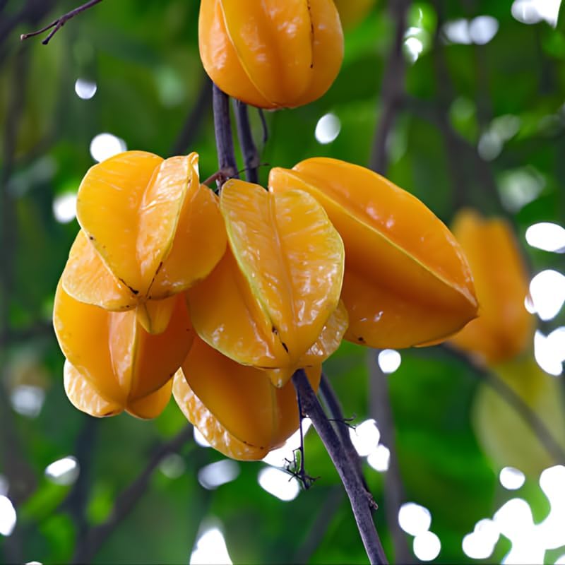 (No Ship to CA,HI,AK) Sweet Starfruit Tree Live Plant in 3 Gallon Pot, Well-Rooted Tropical Tree, Low Maintenance Fruit Plant for Sunny Outdoor Spots