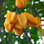 (No Ship to CA,HI,AK) Sweet Starfruit Tree Live Plant in 3 Gallon Pot, Well-Rooted Tropical Tree, Low Maintenance Fruit Plant for Sunny Outdoor Spots
