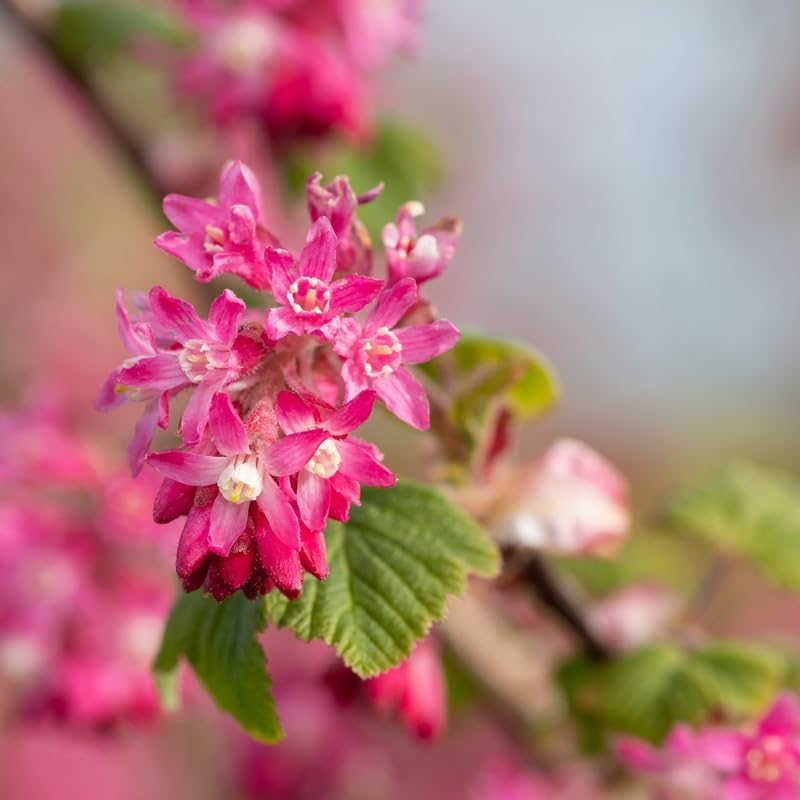 Flowering Currant Live Plant, 7 Inch Tall Bare Root Starter, Pink Spring Blooming Shrub for Garden Borders