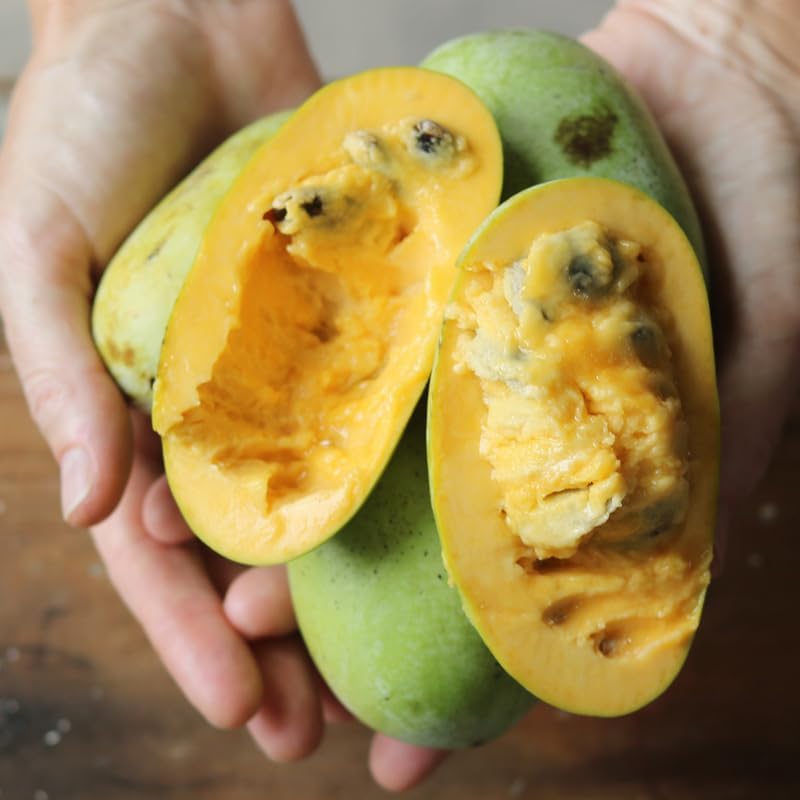 Pawpaw Live Plants, 12-18 Inch Tall, Quart Pot Asimina Triloba Native Fruit Trees, Deciduous Tropical Tree for Backyard
