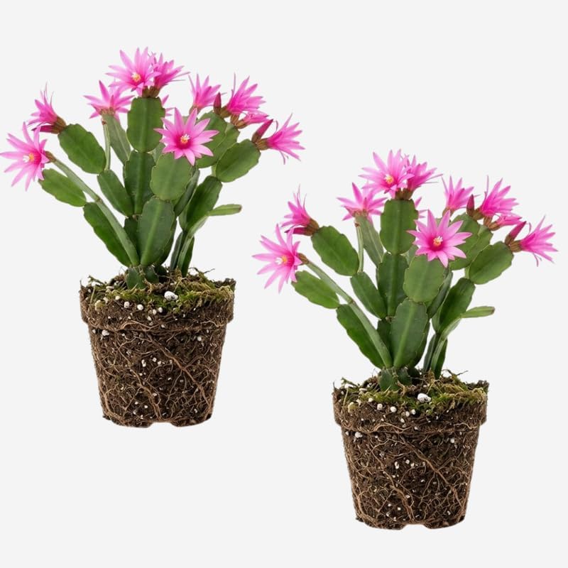 2 Orange Easter Cactus Live Plant, 4-6" Well-Rooted Potted Plants, Orange Star-Shaped Bloom Starters for Sunny Windows and Pots