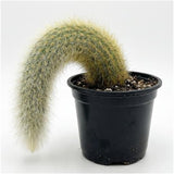 Monkey Tail Cactus Live Plant, 4 Inch Pot, Potted Cleistocactus Colademononis, Unique Fuzzy Hanging Cactus for Home and Office Décor