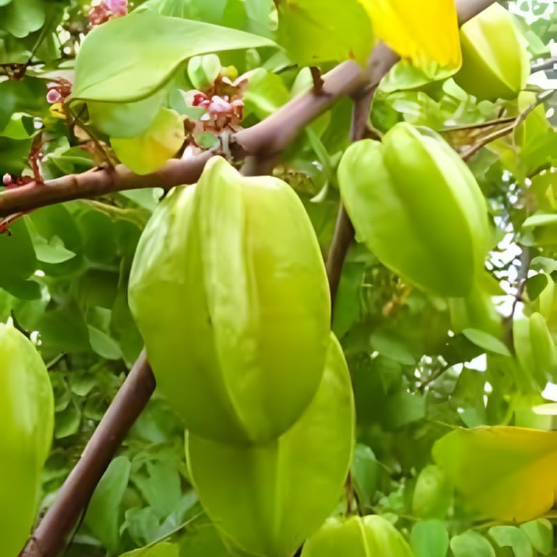 (No Ship to CA,HI,AK) Starfruit Tree Live Plant | 3 Gallon Pot | 30-36 Inches Tall Live Tropical Fruit Plant | Low Maintenance Fruit Tree