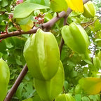 (No Ship to CA,HI,AK) Starfruit Tree Live Plant | 3 Gallon Pot | 30-36 Inches Tall Live Tropical Fruit Plant | Low Maintenance Fruit Tree