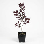 Purple Smoke Bush Plant, 4" Pot - 12-18 Inch Tall, Vigorous Growth Habit with Vibrant Red Autumn Leaves, Live Tree for Modern Landscapes