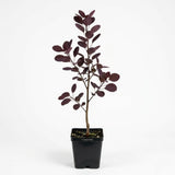 Purple Smoke Bush Plant, 4" Pot - 12-18 Inch Tall, Vigorous Growth Habit with Vibrant Red Autumn Leaves, Live Tree for Modern Landscapes