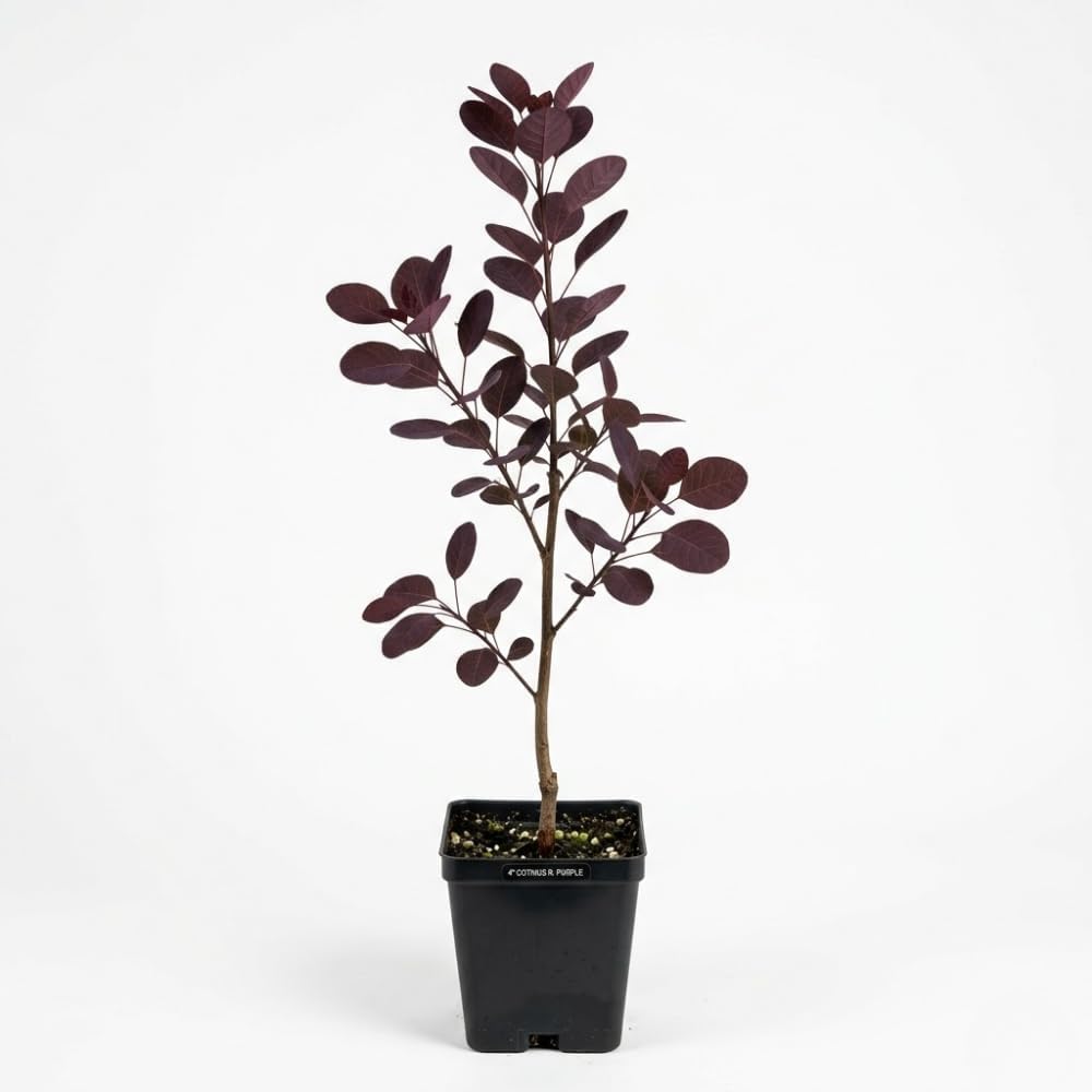 Purple Smoke Bush Plant, 4" Pot - 12-18 Inch Tall, Vigorous Growth Habit with Vibrant Red Autumn Leaves, Live Tree for Modern Landscapes