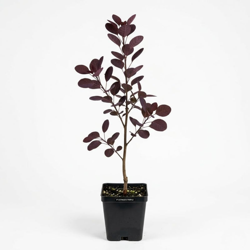 Purple Smoke Bush Plant, 4" Pot - 12-18 Inch Tall, Vigorous Growth Habit with Vibrant Red Autumn Leaves, Live Tree for Modern Landscapes