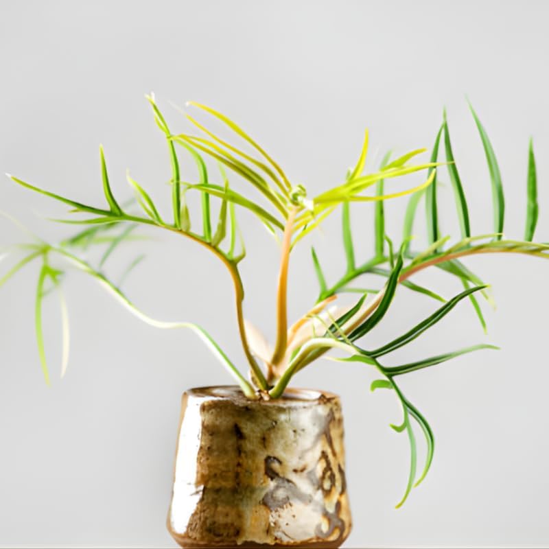 Tortum Philodendron Plant Live, Philodendron Tortum 4 Inch Potted Plant, Indoor Foliage Plant for Shelves, Desks and Modern Interiors