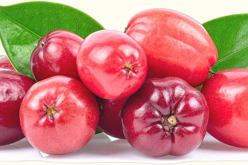 (No Ship to CA, HI, AK) Miracle Berry Fruit Plant Live, 12-14” Tall in 3 Gal Pot, Fast Growing Fruit Trees Live Plants Ready to Fruit, Cold Hardy Tropical Fruit Trees