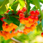 (No Ship to CA,HI,AK) Cherry Tree – Stella Cherry, 2-3 Ft Tall in 3 Gal Container, Cold-Hardy Edible Fruit Tree for Large Pots and Landscapes