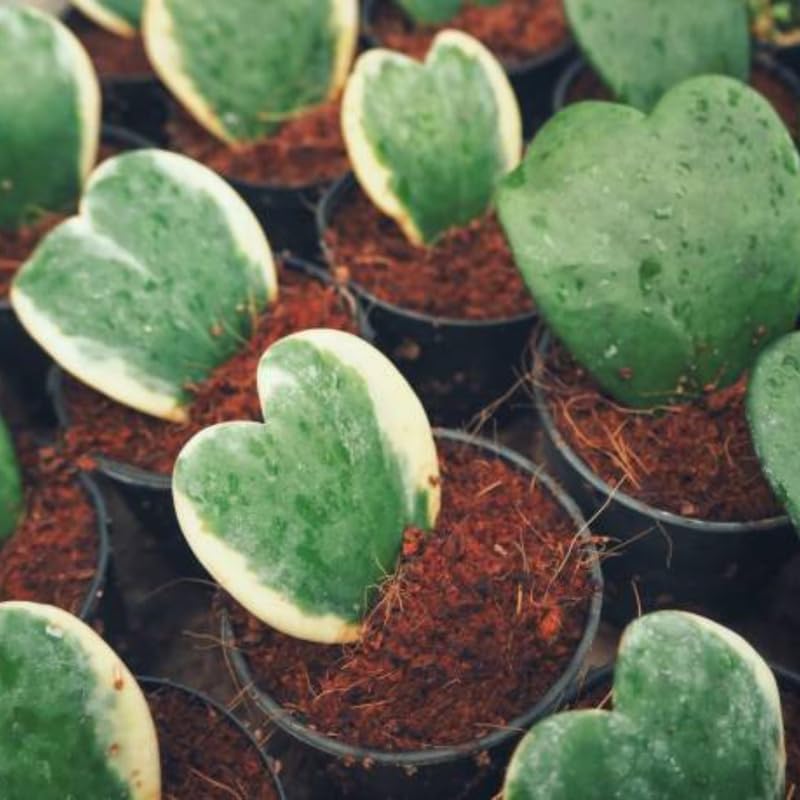 Variegated Hoya Kerrii Heart Plant Live, 2 Inch Pot, Potted Heart-Shaped Succulent, Yellow and Green Indoor Plant for Desks and Gifts