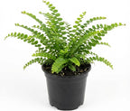 Lemon Button Fern Plant, 2 Inch Pot Size, Easy Care Indoor Greenery, Petite Round Foliage for Home and Office Décor