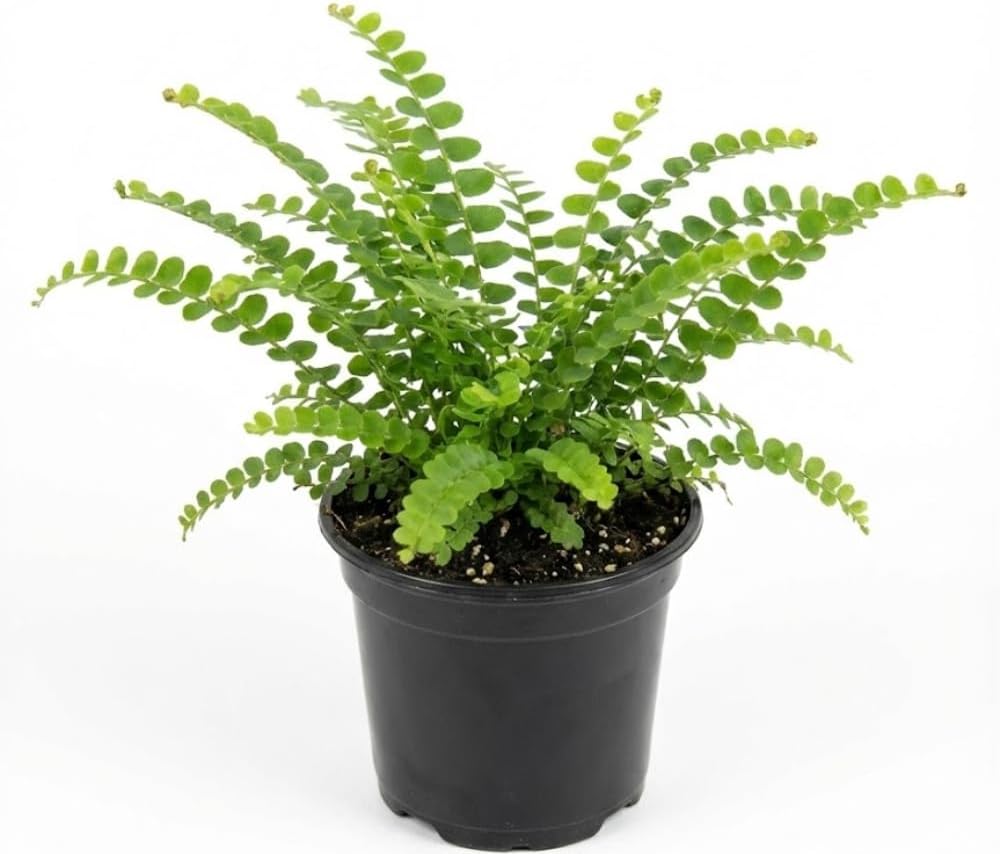 Lemon Button Fern Plant, 2 Inch Pot Size, Easy Care Indoor Greenery, Petite Round Foliage for Home and Office Décor