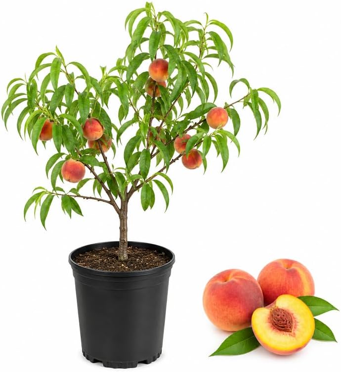 (No Ship to CA,HI,AK) Flordaking Peach Tree Live Plant in 3 Gallon Pot, High Yield, Fast Growing, Sweet Juicy Peach Fruit Tree for Garden, Patio & Outdoor Planting