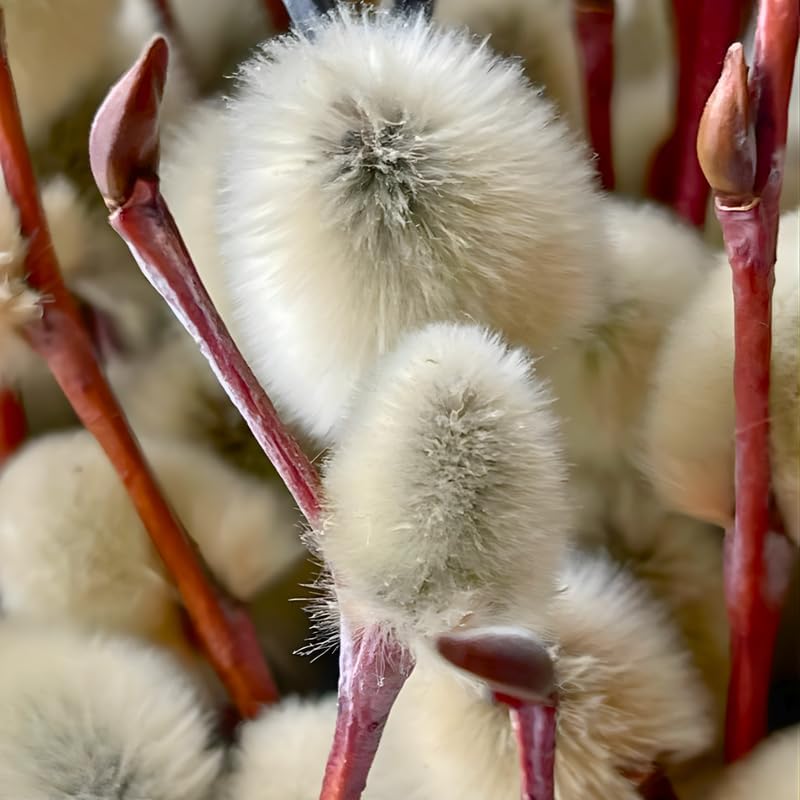2 French Pussy Willow Live Tree, 12-24 Inch Tall Pussy Willow Plant, Outdoor Tree for Garden Planting, Great for Yard Landscaping and Decorative Branches