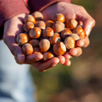 (No Ship to CA,HI,AK) Hazelnut Tree Live Plant, 2-3 Ft Tall in 3 Gallons Pot, Edible Nut Tree for Backyard Planting, Easy to Grow for Beginners