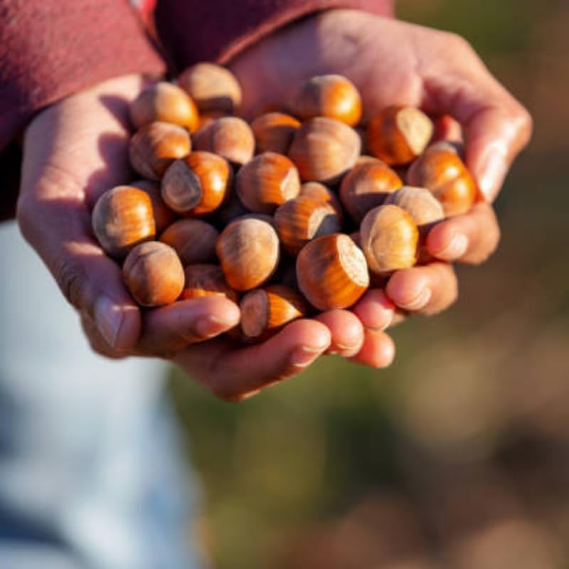 2 Hazelnut Tree Live Plant, 12–14 Inch Tall, Edible Nut Tree for Backyard Planting, Easy to Grow for Beginners