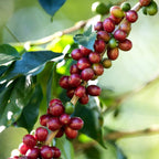 (No Ship to CA,HI,AK) Live Coffea Arabica Plant, Well-Rooted 1-2' Potted Plant, Low Maintenance Indoor Coffee Plant for Bright Windowsills