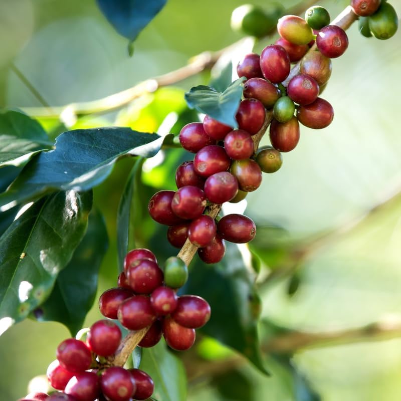 (No Ship to CA,HI,AK) Live Coffea Arabica Plant, Well-Rooted 1-2' Potted Plant, Low Maintenance Indoor Coffee Plant for Bright Windowsills
