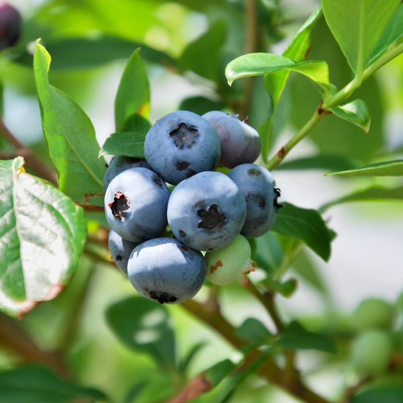 (No Ship to CA, HI, AK) Sweet Austin Blue Berry Live for Planting - 1 to 2 Feet Live Blueberries Plants in 1 Gallon Pot, Perfect for Yard Landscape and Containers