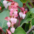 Live Salal, 4" Bare Root Starter Plant, Cold-Hardy Gaultheria Shallon Evergreen, Well-Rooted Native Shrub for Shade Gardens
