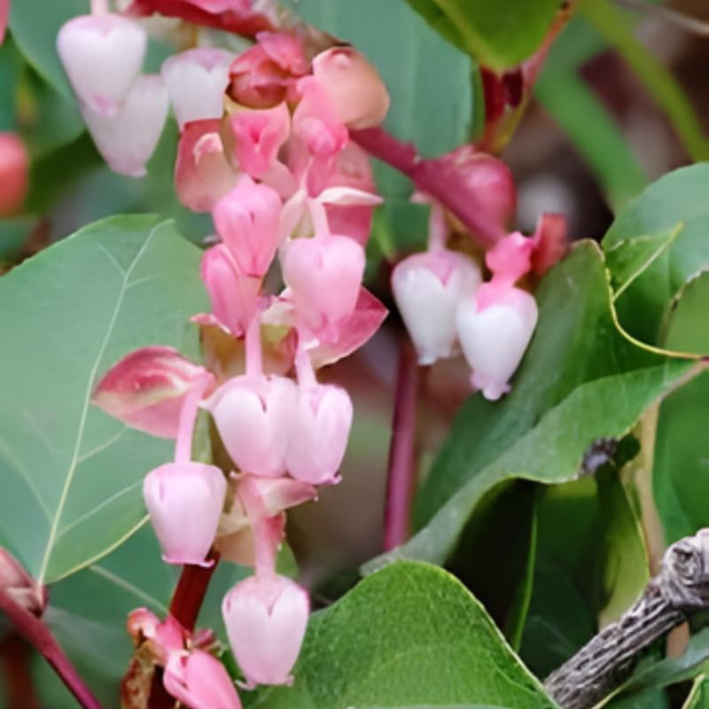 Live Salal, 4" Bare Root Starter Plant, Cold-Hardy Gaultheria Shallon Evergreen, Well-Rooted Native Shrub for Shade Gardens