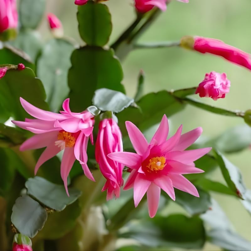 Pink Easter Cactus Live Plant | Delicate Pink Spring Flowers 3 Inch Tall | Easy Care Easter Cactus Plants Live for Indoor Décor, Small Spaces and Gifting