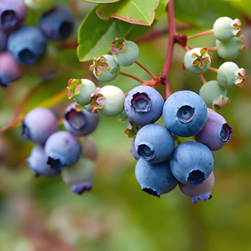 Huckleberry Plants Live for Planting, 3-4 Inch Bare Root Seedlings, Low Maintenance Native Fruit Shrub, Robust Well-Rooted Plants