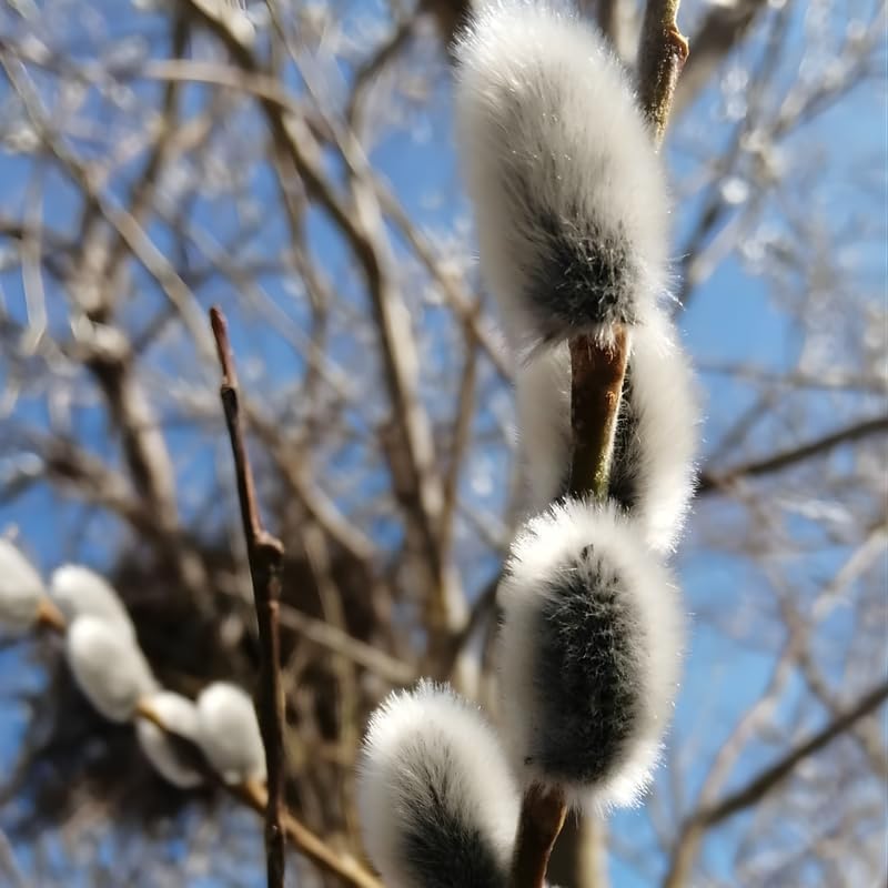 2 French Pussy Willow Live Plants | Pussy Willow Tree Live Plant for Outdoor Planting | 1–2 Feet Tall Well-Established Trees | Ideal for Landscape and Seasonal Interest