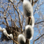 2 French Pussy Willow Live Plants | Pussy Willow Tree Live Plant for Outdoor Planting | 1–2 Feet Tall Well-Established Trees | Ideal for Landscape and Seasonal Interest