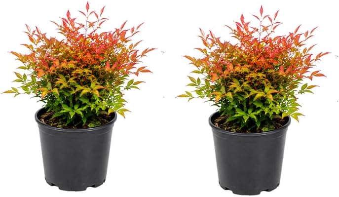 2 Gulf Stream Nandina Live Plants, 4-8" Tall in 4" Pot Nandina Domestica Heavenly Bamboo, Color-Changing Foliage, Vibrant Compact Evergreen Shrub for Borders & Outdoor Landscaping