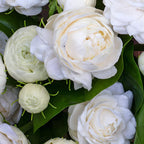 Grand Duke Jasmine Plant 5-8 Inch Tall Starter, Fragrant Double Bloom Arabian Jasmine for Patios and Home Gardens