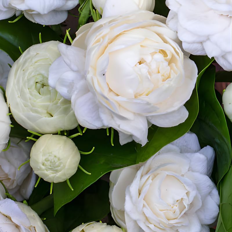 Grand Duke Jasmine Plant 5-8 Inch Tall Starter, Fragrant Double Bloom Arabian Jasmine for Patios and Home Gardens
