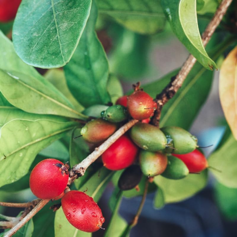 (No Ship to CA, HI, AK) Miracle Berry Fruit Plant Live, 12-14” Tall in 3 Gal Pot, Fast Growing Fruit Trees Live Plants Ready to Fruit, Cold Hardy Tropical Fruit Trees