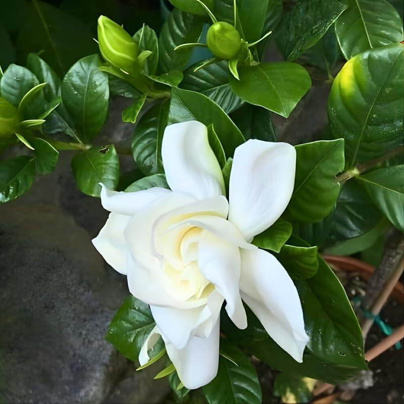 Frostproof Gardenia Jasmine Plant Indoor Live in 4 Inch Pot | Cold Hardy White-Blooming Jasmine | Easy to Grow Live Jasmine Plant for Indoor & Patio Décor