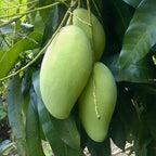 Keo Savoy Mango Trees Live Plants | 2.5–3 Ft Tropical Mango Variety | Sweet, Juicy Mango Fruit Tree for Yard & Patio | No Ship to CA, HI, AK