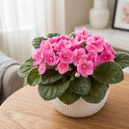Pink African Violets Live Plant Bare Root, Easy Care Violets Plant Live, Low Light Flowering Houseplant, Ideal for Indoor Decoration & Window Sill Garden