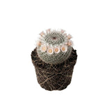 Live Cactus Plant Gymnocalycium Horstii Green Tomato, 4" Pot, Low Maintenance Rare Cactus, Drought Tolerant Houseplant for Indoor Décor, Windowsills & Succulent Collections