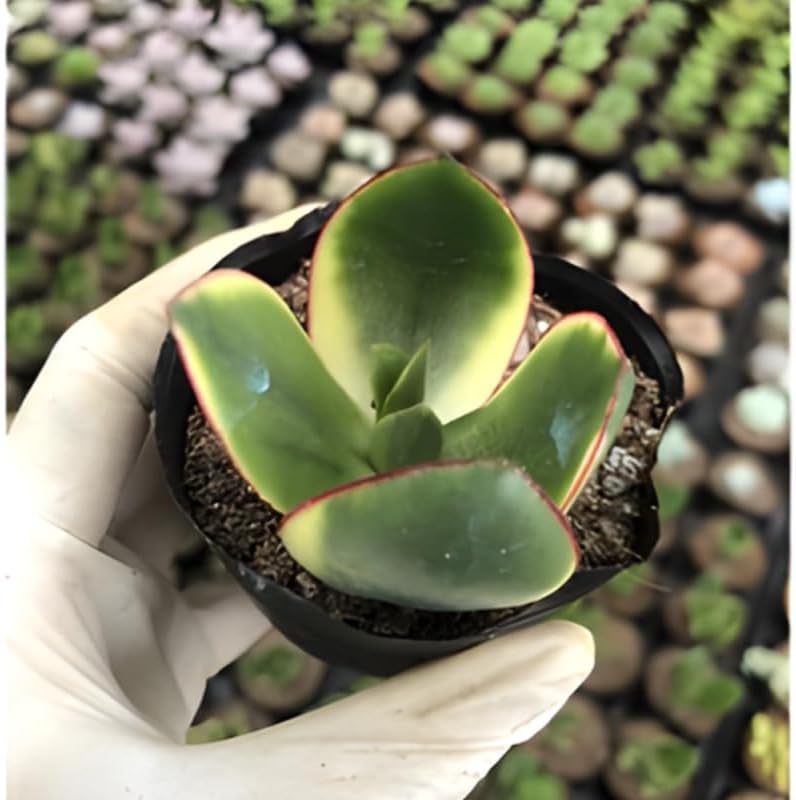 Live Jade Plant Variegated in 2" Inch Pot | Tri-Color Crassula Succulents Plants Live | Rare Cute Plant | Suitable for Home & Office Décor